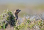 Red Grouse