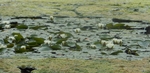 Water Lilies, Kensington Gardens