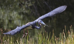 Tricolored Heron _0020