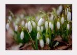 Galanthus nivalis1