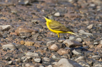 Yellow Wagtail.