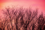 29th January Sunrise