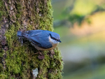 Nuthatch