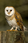 Barn  Owl