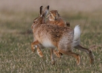 Brown Hare