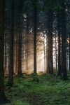 Winter Sunbeams