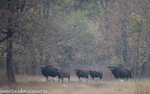 Gaur's family