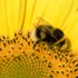 Sunflower Bee