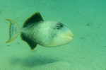 Triggerfish.