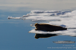 Bearded seal on ice