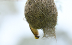 Borneo weaver and his nest