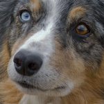 Blue Merle Portrait
