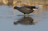 Moorhen