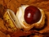Horse Chestnuts #2