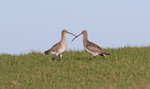 Curlew - Numenius arquata