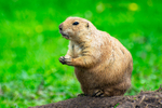Black-tailed Prairie Dog - DSC_9402