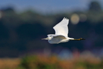 Little Egret in flight above the Brownsea Island lagoon