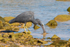 Heron with Fish 1