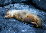 IMG_9556s Young resting Sea Lion