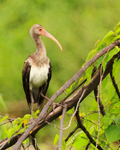 White Ibis (juvenile) perched on a branch near Puerto Jiminez