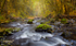 Forest magic
