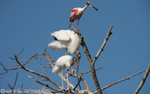 Roseate spoonbill and woodstork