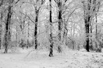 Winter Wonderland in Monochrome
