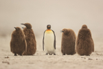 King Penguin adult oversees chicks, Saunders Island, Falklands
