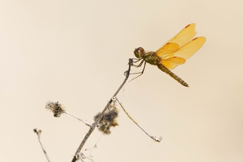 Dragonfly