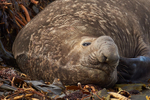 Male Southern Elephant Seal