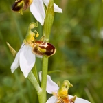 Bee Orchid (Ophrys apifera) showing opportunistic spider ready to trap insect visitors