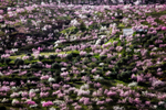 Blossom Hill