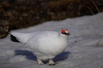 Male grouse 1753