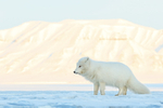 Arctic Fox, mountain background, Svalbard, Norway