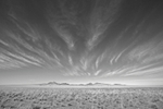 Desert Grassland