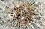 Dandelion Parachutes