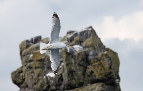 Herring Gull (Larus argentatus)