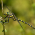 Golden-ringed Dragonfly