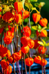 Chinese Lanterns-9495