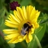 Busy Bee