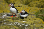 Puffins