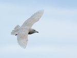 Juvenile Iceland Gull banking, Grundarfjörður, Iceland