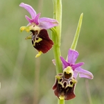 Apennine Late Spider orchid (Ophrys dinarica also Ophrys fuciflora ssp dinarica).
