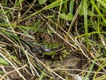 Edible Frogs