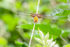 broad bodied Chaser-7095