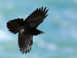 Raven in flight along the cliffs at Durlston