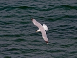 Herring Gull
