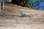 Azure-winged Magpie