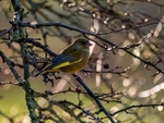 Greenfinch