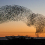 Starlings
